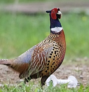 Pheasant