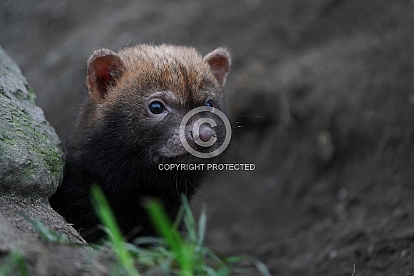 Bush Dog Bush Dog