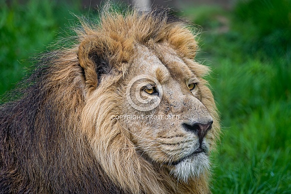 Asiatic Lion