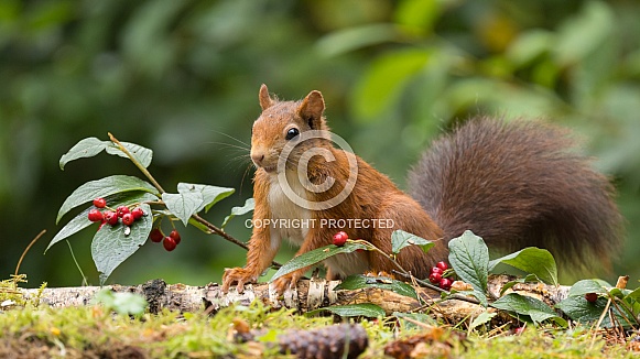 Red Squirrel