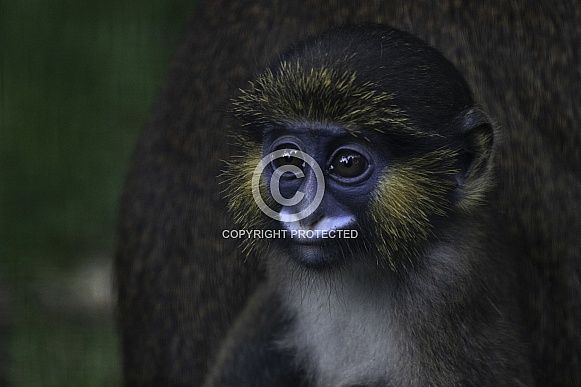 Baby Moustached Guenon Monkey Baby Moustached Guenon Monkey