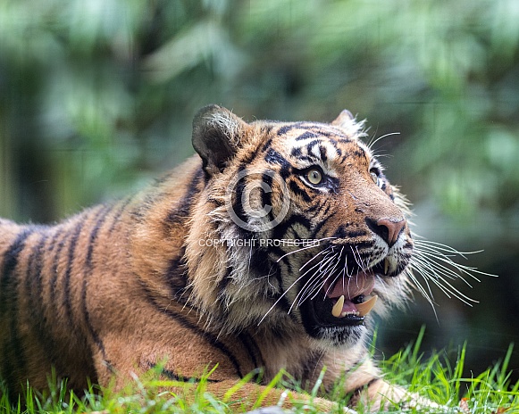 Siberian tiger Siberian tiger