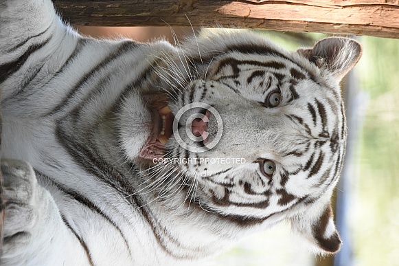 Bengal White Tiger