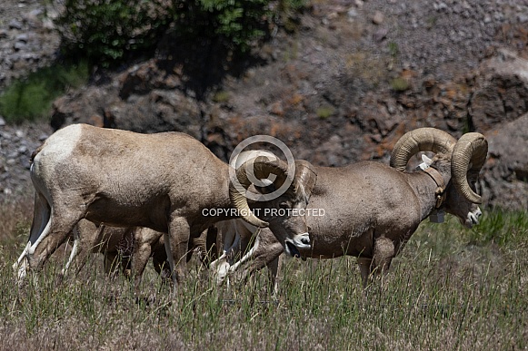 Big Horn Rams