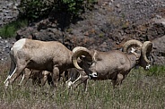 Big Horn Rams