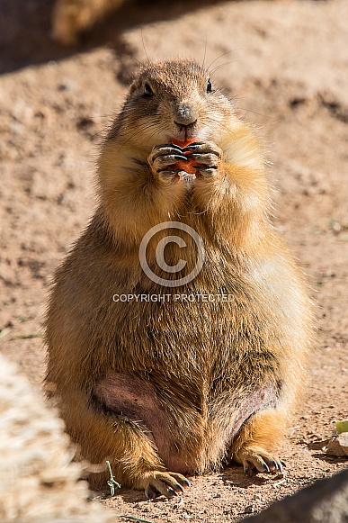Prairie dog Prairie dog
