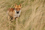 Red Fox