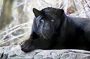 Jaguar (Panthera Onca)