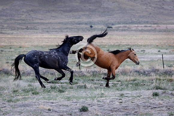 Wild Horse— Onaqui Mountains, Utah Wild Horse— Onaqui Mountains, Utah