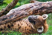 Hyena under the log