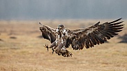 White tailed eagle or European Eagle