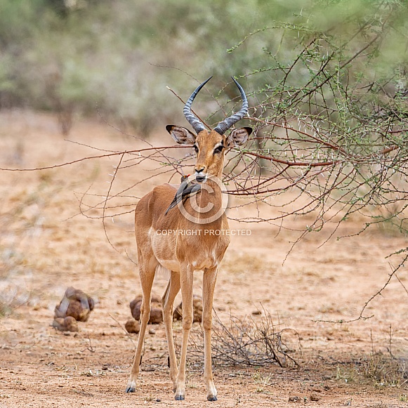 Impala Ram