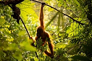 Sumatran orangutan in the jungle.