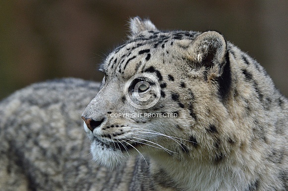 Snow Leopard