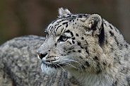 Snow Leopard