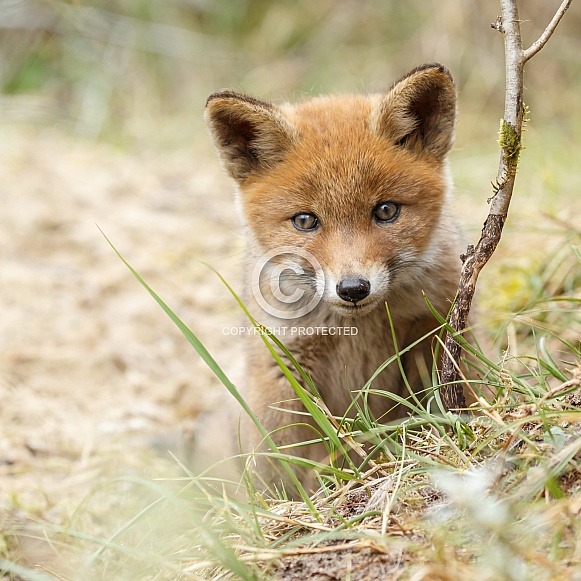 Red Fox cub in nature