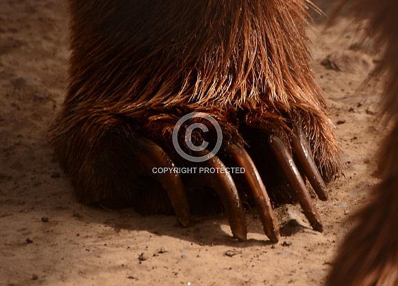 Grizzly Bears Grizzly Bears