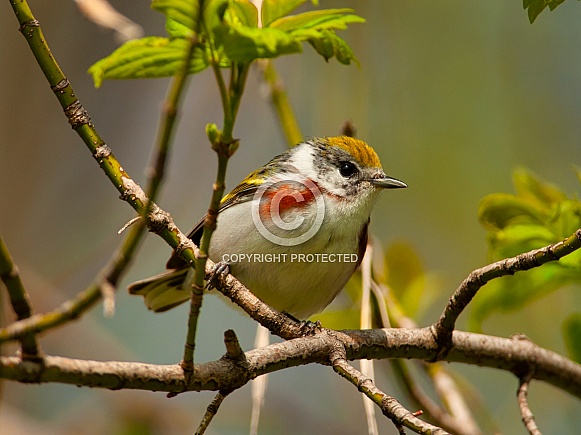 Chestnut-sided Warbler