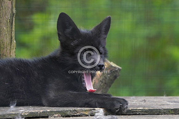 Silver Fox