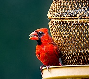 red northern Cardinal - Cardinalis cardinalis - bright red male with mouth open sitting on bird seed feeder white eating