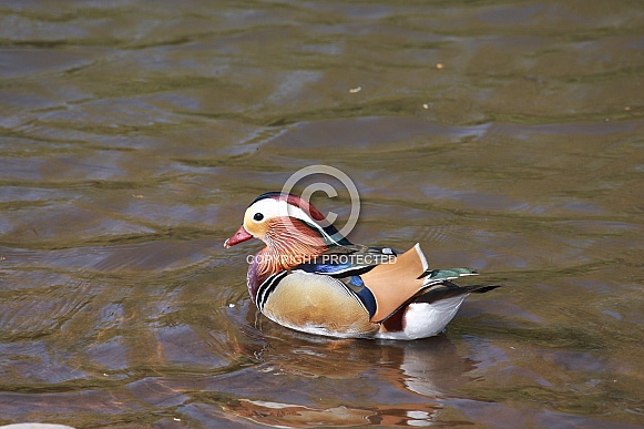 Colourful Mandarin Duck Swimming