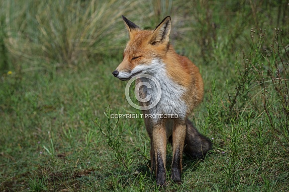 Red Fox in the wild