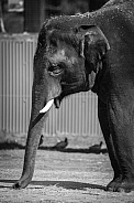Asian Elephant