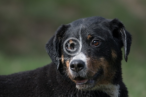 Appenzeller Sennenhund