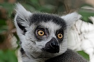 Ring-tailed lemur (Lemur Catta)
