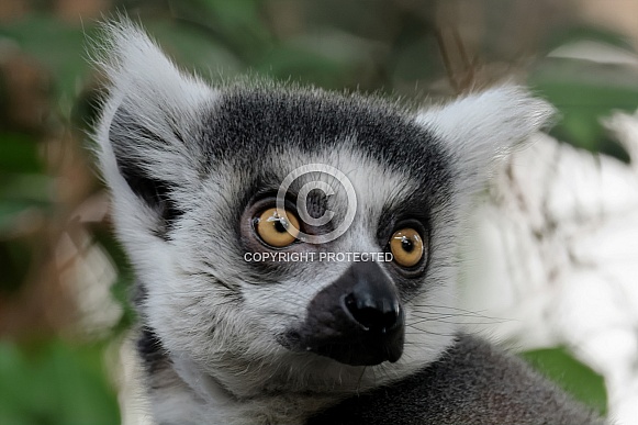 Ring-tailed lemur (Lemur Catta)