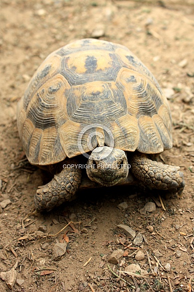 Greek tortoise (Testudo graeca)