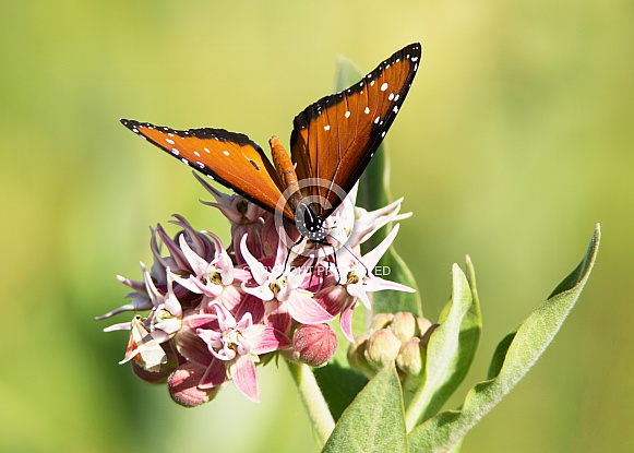 Queen Butterfly