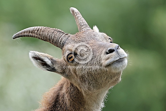 The Alpine ibex (Capra ibex)