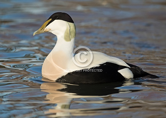 Eider Drake Eider Drake