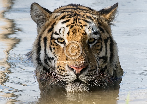 Amur Tiger