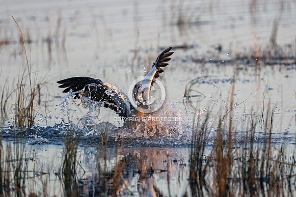 Egyptian Goose (Alopochen aegyptiaca) Egyptian Goose (Alopochen aegyptiaca)