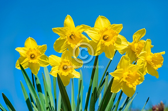 Daffodils