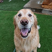 Close up of a wet golden retriever