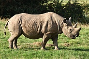 Black Rhino Calf