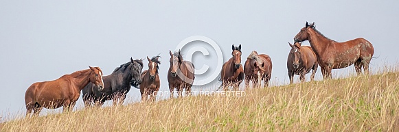 Wild Horse (Equus caballus)