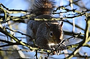 Grey Squirrel