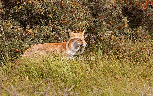 Red Fox