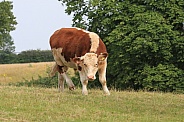 Hereford Cattle