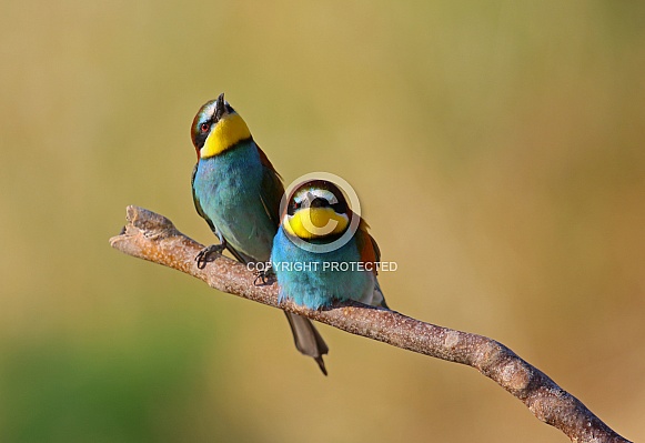 Bee eaters