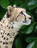 CHEETAH