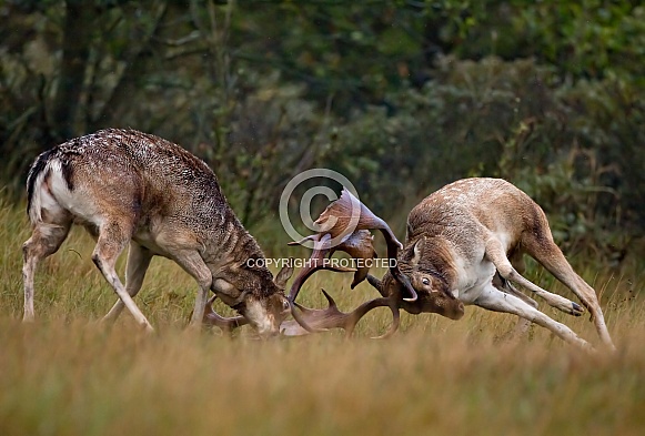 Fallow deer Fallow deer