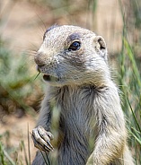 White-tailed Prairie Dog