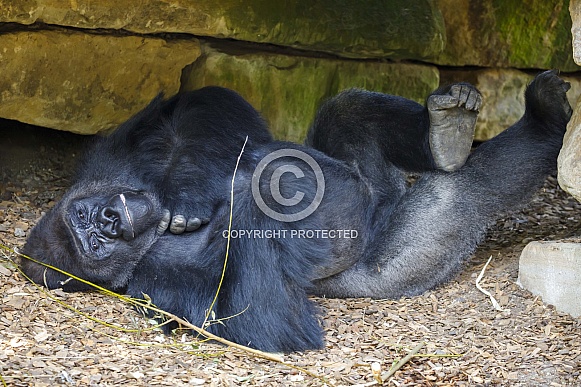 Western Lowland Gorilla (Gorilla Gorilla Gorilla) Western Lowland Gorilla (Gorilla Gorilla Gorilla)