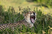 Cheetah yawning in the bushes