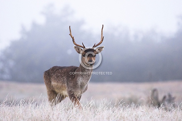 Deer on a frosty morning